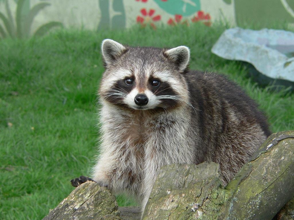 Wildlife Removal in Appleton