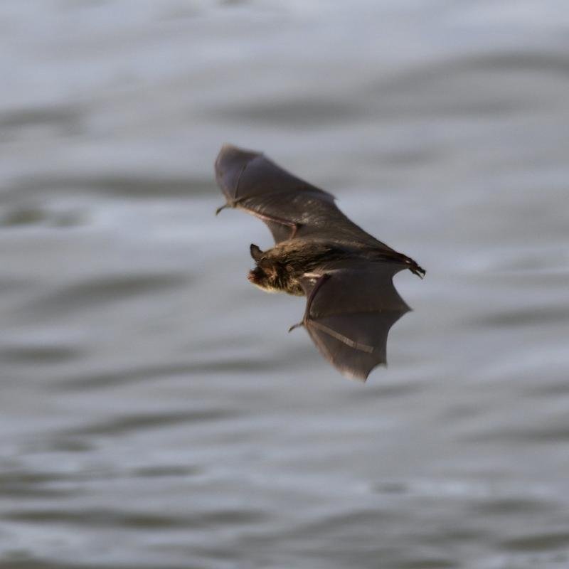 Bat Removal & Exclusion in Appleton