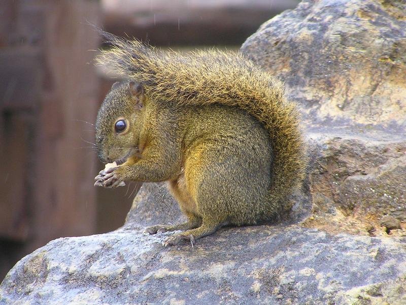 Squirrel Removal in Appleton