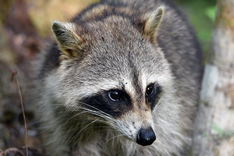 Raccoon Removal in Appleton